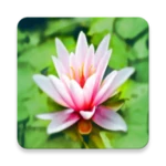 breathing relaxation exercices android application logo